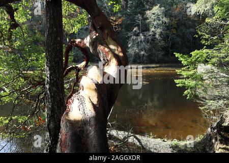 Twisted Arbutus menziesii tree travalica la laguna su una tranquilla giornata autunnale con riflessioni e lascia sulla superficie dell'acqua Foto Stock