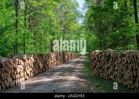 Strada e gli alberi in pezzi giacenti su palafitte in una foresta verde - vista su di una giornata di primavera Foto Stock