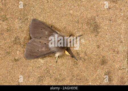 Mussola di Tarma (Diaphora mendica) maschio in appoggio sulla pietra, Galles, può Foto Stock