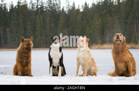 Il gruppo di quattro cani seduti nella neve (Old German Sheepdog, Appenzell Il Cane Da Montagna, mixbreed cane, Golden Retriever) Foto Stock