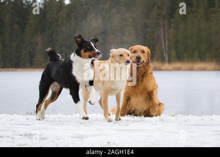 Gruppo di tre cani nella neve (Appenzell Il Cane Da Montagna, mixbreed cane, Golden Retriever) Foto Stock