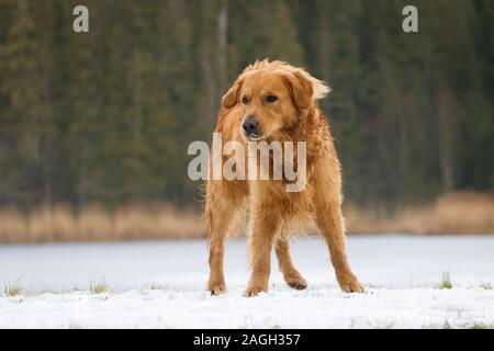 Il Golden Retriever cane in piedi nella neve Foto Stock