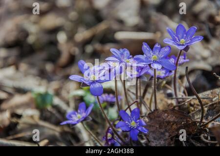 La molla fiori viola di liverleaf su close-up Foto Stock