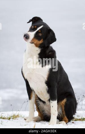 Appenzello il cane da montagna (Appenzeller Sennenhund) seduta nella neve Foto Stock