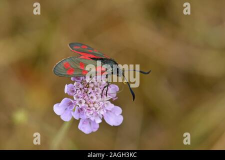 Sei in loco falena Burnett (Zygaena filipendulae) appoggiata sul fiore scabious, Galles, Luglio Foto Stock