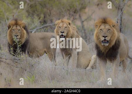 Messa a fuoco selettiva di tre leoni seduti uno accanto all'altro mentre si guarda la fotocamera Foto Stock