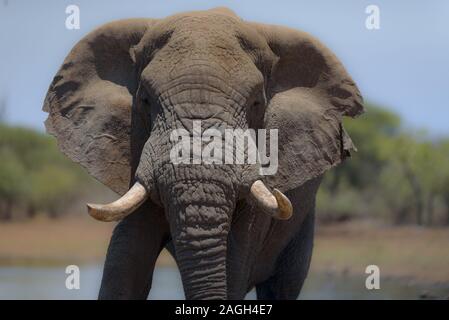 Primo piano di un elefante che cammina verso la fotocamera Foto Stock