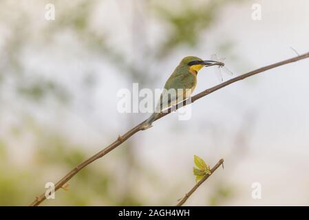 Colpo di closeup di un uccello flycatcher in piedi su un ramo con una libellula catturata Foto Stock