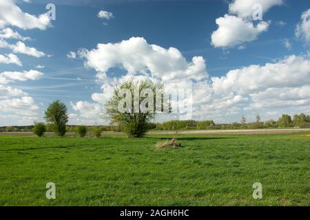 Blooming bush su un prato verde e nuvole bianche sul cielo blu - vista a molla Foto Stock
