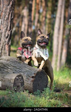 Due lieti bulldog francese cani appoggiata sul ceppo di albero sventolando in sincronia con una zampa Foto Stock