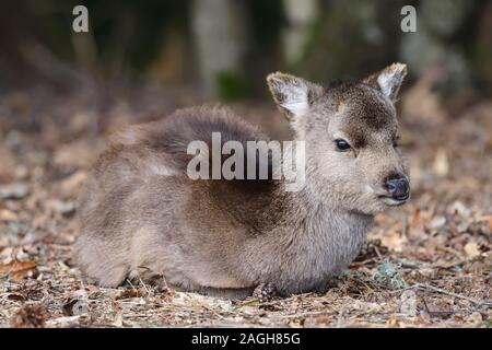 Ritratto di sika Deer Fawn (cervus nippon) seduto per terra nel bosco Foto Stock