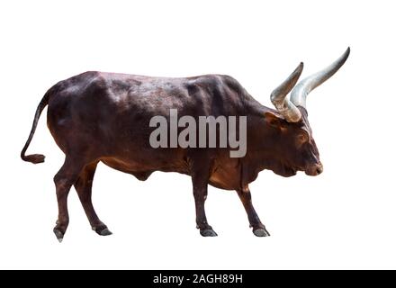 Ankole-Watusi bull, razza di bovini domestici dell'Africa centrale con enormi corna contro uno sfondo bianco Foto Stock