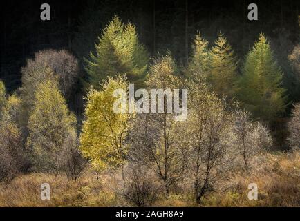 I colori autunnali lungo la Duke's Pass, Aberfoyle, Stirlingshire, Il Trossacks, Scozia Foto Stock