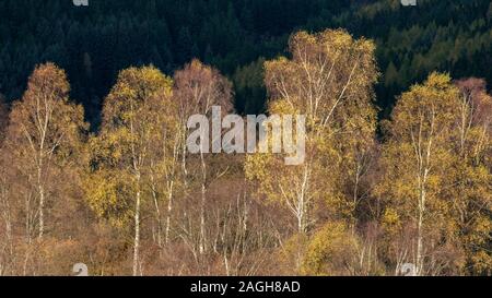 I colori autunnali lungo la Duke's Pass, Aberfoyle, Stirlingshire, Il Trossacks, Scozia Foto Stock