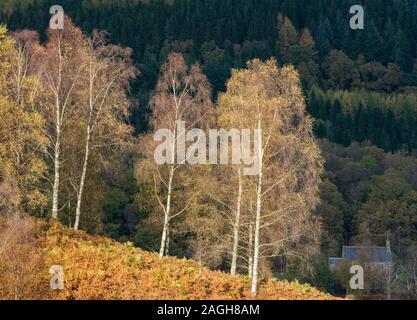 I colori autunnali lungo la Duke's Pass, Aberfoyle, Stirlingshire, Il Trossacks, Scozia Foto Stock