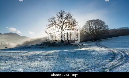 Swaledale pecore di prima mattina temperatura sotto zero e luce solare a Patterdale, Ullswater, Cumbria, Inghilterra. Foto Stock