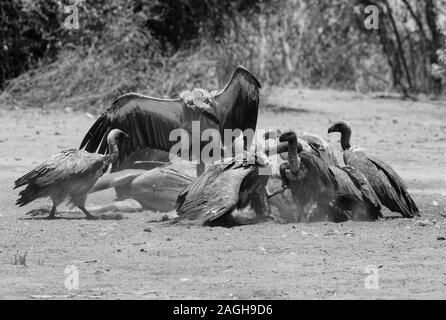 White-backed avvoltoi mangiare la carcassa di un punto morto superiore Kudu, Chobe National Park, il Botswana in bianco e nero Foto Stock