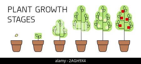 Tree stadi di crescita infographics. Line art icone. Impianto modello di istruzione. Lo stile lineare illustrazione isolato su bianco. La piantagione di frutta processo. Illustrazione Vettoriale