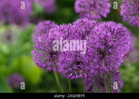 Molti round cipolla viola fiori nel giardino. Allium rosenbachianum è una specie vegetale trovati nella coltivata come una pianta ornamentale. Foto Stock