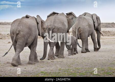 L'elefante famiglia sia sul suo modo Foto Stock