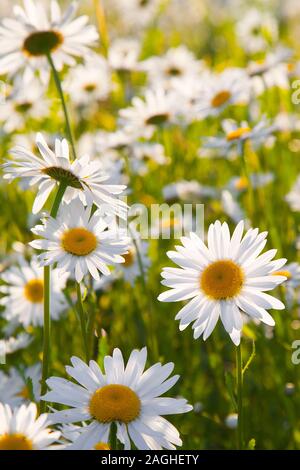 Un campo di gara camomiles Foto Stock