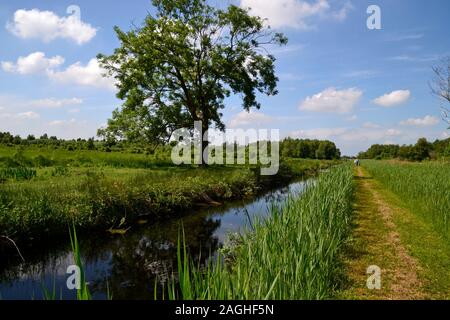 Wicken Fen Riserva Naturale, Wicken, Cambridgeshire, Regno Unito Foto Stock