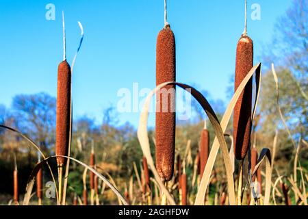 Giunco di palude teste di seme la cattura di golden tardo pomeriggio di sole contro un cielo blu chiaro Foto Stock