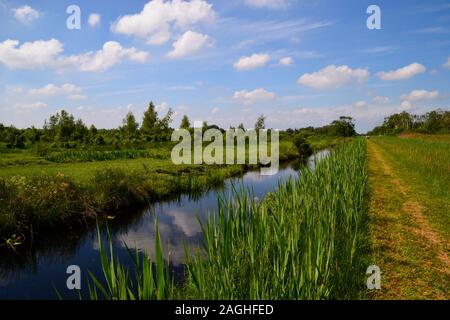 Wicken Fen Riserva Naturale, Wicken, Cambridgeshire, Regno Unito Foto Stock