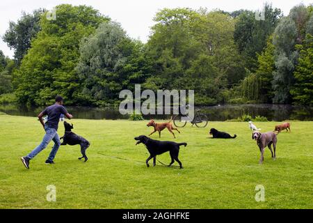 Vista del cane watcher giocare con i cani sul campo in erba, stagno, alberi a Vondelpark di Amsterdam. Si tratta di un pubblico parco urbano di 47 ettari. Si tratta di un estate da Foto Stock