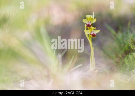 Apicoltore scuro (Ophrys fusca) nella contea di Trevino. Foto Stock