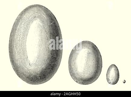 Ornitologia: allevamento e nidi: una illustrazione comparativa della dimensione delle uova di uccelli di diverse specie. La dimensione delle uova tende ad essere proporzionale alla dimensione dell'uccello adulto,dal mezzo grammo uovo del bee hummingbird al 1,5 kg di uovo di struzzo. Da sinistra a destra: un uovo di Aepyornis Maximus di peso fino a 730 kg (1.600 lb); Uovo di struzzo; galline domestiche uovo; e un ronzio uovo di uccello. Foto Stock