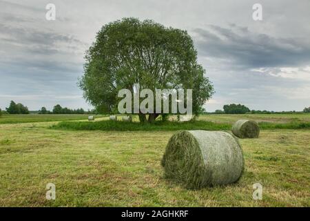 Le balle di erba sdraiati su un prato falciato, grande albero e nuvole grigie nel cielo Foto Stock