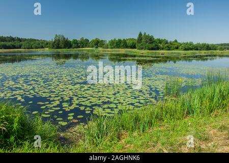 Laghetto con foglie galleggianti, alberi sulla riva e un cielo chiaro - vista nella giornata di sole Foto Stock
