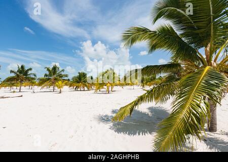 Palme con foglie pinate che crescono su una spiaggia di sabbia bianca. Sole di mezzogiorno Foto Stock