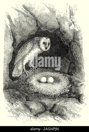 Ornitologia: allevamento e nidi: il barbagianni (Tyto alba) è il più diffuso specie di gufo e trovato quasi ovunque nel mondo tranne polari e zone desertiche. La nidificazione avviene tra marzo e giugno quando le temperature sono in aumento e soggetto alla quantità di preda-ricca rovistando habitat intorno al nido sito e spesso con la fase dell'abbondanza di roditori ciclo. I barbagianni sono cavità nidificatori, scegliendo i fori degli alberi, fessure nei dirupi e, in particolare in Europa di vecchi edifici come azienda capannoni e torri della chiesa. Foto Stock