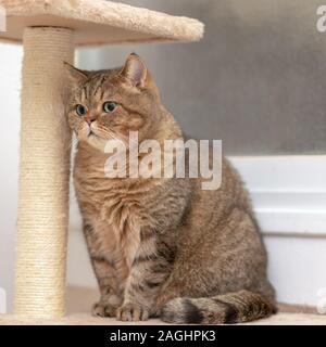 Giovani Cat Scottish dritto. Cute cat con occhi verdi sulla griffa temperino. Foto Stock