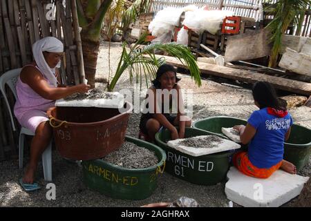 Acciuga secco ("dilis") venduti in Mamburao, Occidental Mindoro, Filippine Foto Stock