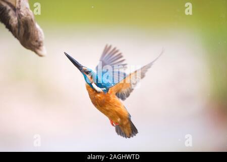 Kingfisher comune volare in aria Foto Stock