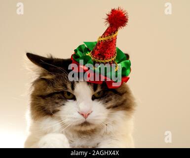 In casa bel gatto in una festa di Natale hat. Fluffy Curili Bobtail cat close-up. Foto Stock