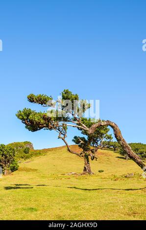 Vecchi alberi di alloro in Fanal, Isola di Madeira, Portogallo. Foresta Laurissilva situato sull'altopiano di Paul da Serra. Naturale di attrazione turistica. Tronco di albero e rami. Foto verticale. Foto Stock