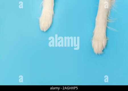 Divertente cucciolo di cane Border Collie zampe close up isolato su sfondo blu. Pet care e concetto di animali. Cane gamba piede overhead vista dall'alto. Piatto copia laici luogo dello spazio per il testo Foto Stock