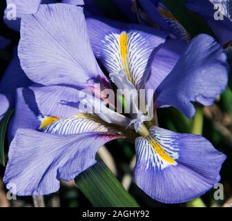 Iris Unguicularis - o iris algerino, un blu chiaro inverno-fioritura di iris, Foto Stock