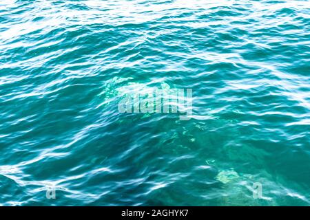 Diritto Southen Whale nuoto sott'acqua in Penisola Valdes, Patagonia, Argentina Foto Stock