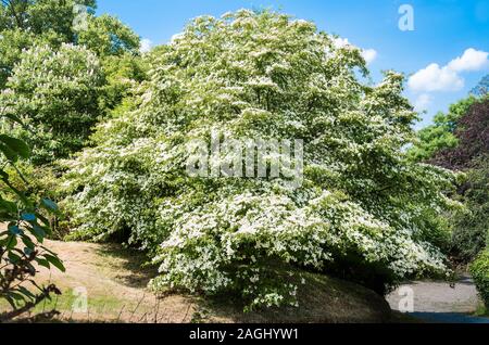 Un massiccio Cornus kousa tree con impressionante brattee bianco in giugno in un giardino Inglese UK Foto Stock