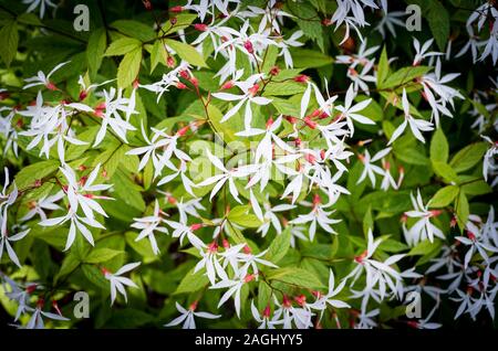 Fiori bianchi su Gillenia trifoliata in un giardino inglese nel giugno del Regno Unito Foto Stock