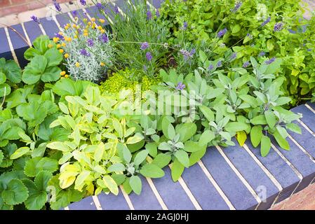 Un alzato in mattoni piantatrice ospita una collezione di piante di erbe tra cui la lavanda e salvia in un giardino Inglese UK Foto Stock