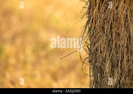 Immagine ravvicinata di balla di fieno in campagna, la luce naturale del giorno, golden sfondo sfocato e grandi quantità di spazio copia sulla sinistra. Foto Stock
