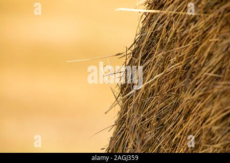 Molto ravvicinata di una balla di fieno in campagna, la luce naturale del giorno, lo sfondo sfocato e grandi quantità di spazio copia sulla sinistra. Foto Stock
