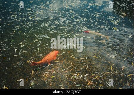Southern platyfish Xiphophorus maculatus molto comune e semplice di pesci di acquario, arancione tramonto Platy. Foto Stock
