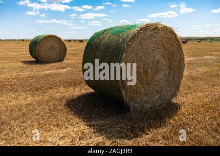 Colpo da sinistra di un grande rotoballa di fieno avvolto in plastica verde net in un campo agricolo in campagna. Ambiente rurale. Foto Stock